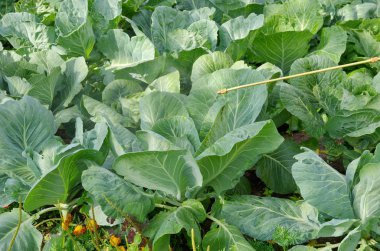 Lahana püskürtme. Lahana bahçesinde spreyi zebanisi koruma