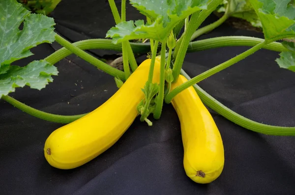 Yellow squashes grows in the vegetable garden