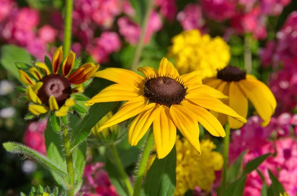 Rudbecki Flores Amarelas Jardim — Fotografia de Stock