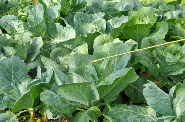 Spraying Cabbage Protecting Cabbage Fungal Disease Vermin Pressure Sprayer Garden — Stock Photo, Image