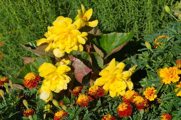 Gelbe Begonien Knollenblüten Garten — Stockfoto