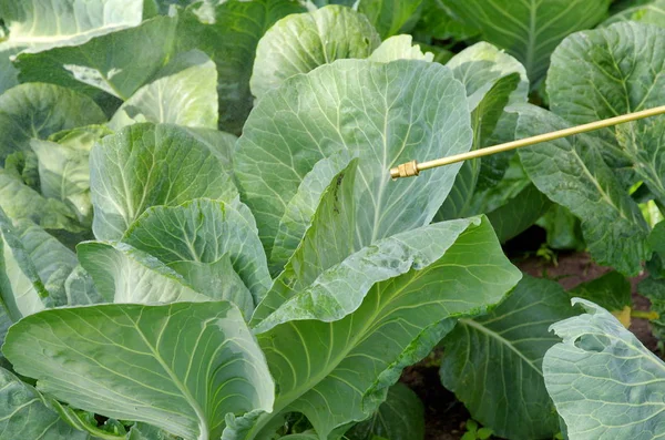 Spraying cabbage from pests in the garden
