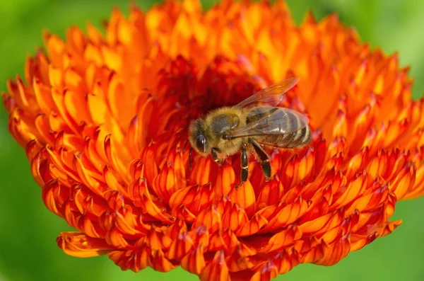 Bee Calendula Flower Close — Stok Foto