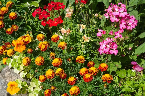 Nyári Kertben Gyönyörű Virágágyás — Stock Fotó