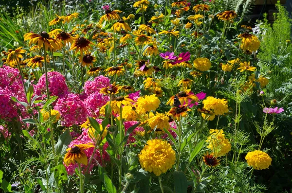 Flowerbed Met Heldere Tuin Bloemen Een Zomerdag — Stockfoto