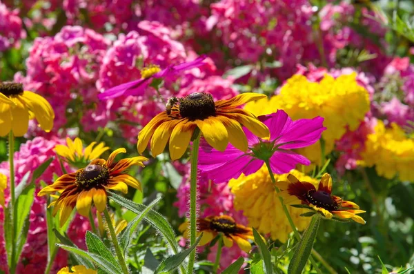 Sárga Rudbecki Virágot Méhek Háttérben Kerti Virágok — Stock Fotó