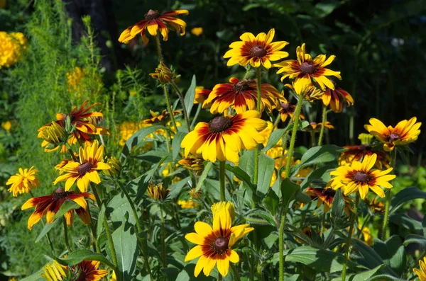 在阳光明媚的日子里 在夏日的花园里绽放着鲁德贝基的花朵 — 图库照片