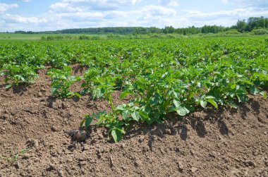 Kırsal bir alanda büyüyen patates