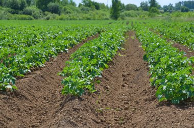 Bir yaz günü sahada patates büyüyen