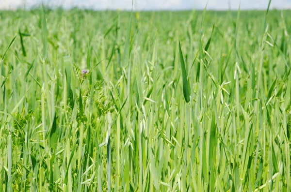 Green oats grow on the field