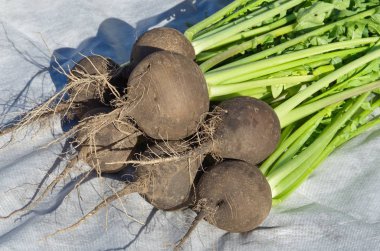 Beyaz nonwoven malzeme üzerinde siyah turp hasat