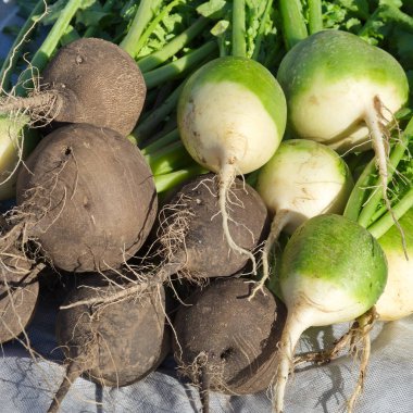 Toplanan siyah ve yeşil (Çin) turp yakın çekim