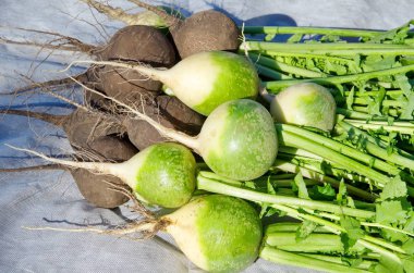 Siyah ve yeşil (Çin) turp hasat