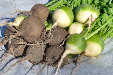 Siyah ve yeşil (Çin) turp hasat üzerinde beyaz nonwoven malzeme toplanan