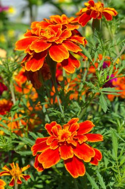 Tagetes patula çiçekler açar güneşli bir bahçede