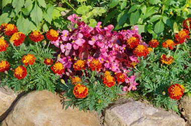 Begonya semperflorens ve flowerbed yaz bahçesinde üzerinde Tagetes