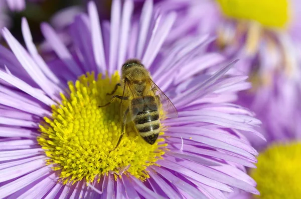 Lebah Mengumpulkan Nektar Pada Bunga Erigeron — Stok Foto