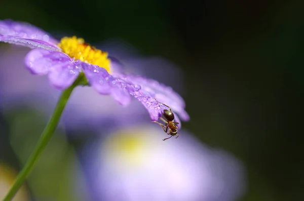 Semut Pada Bunga Brachycome Iberidifolia Kedalaman Bidang Dangkal — Stok Foto