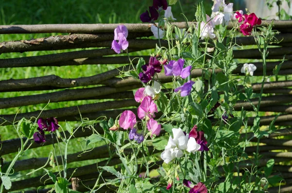 Разноцветный Сладкий Горошек Лат Lathyrus Odomtus Цветет Летнем Саду — стоковое фото