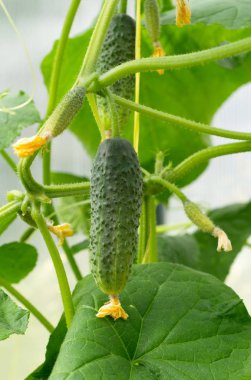 Sera yakın çekim salatalık