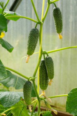 Salatalık polikarbonat yapılmış bir serada olgunlaşmak