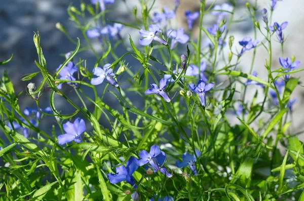 Blaue Lobelie Blüht Garten — Stockfoto