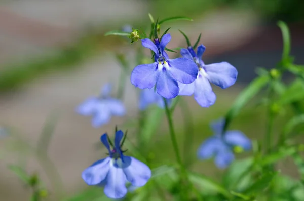 Kwitnący Blue Lobelia Zbliżenie — Zdjęcie stockowe