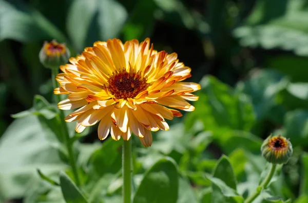 Kwitnąca Kalendula Lat Calendula Officinalis Zbliżenie — Zdjęcie stockowe