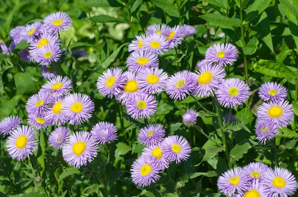 Flowering Erigeron Summer Garden — Stock Photo, Image