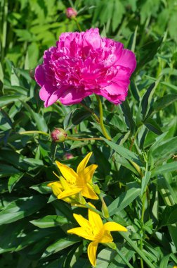 Pembe şakayık (lat. Paeonia) ve bahçede sarı daylily (lat. Hemerocallis) çiçek