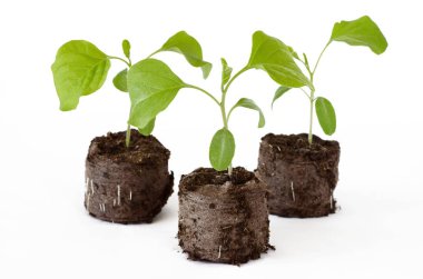 Turba tablet beyaz zemin üzerine patlıcan fidesi