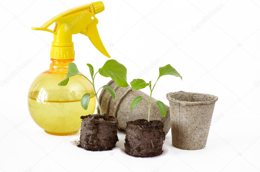 Eggplant seedlings in peat tablets, peat pots and spray on white background
