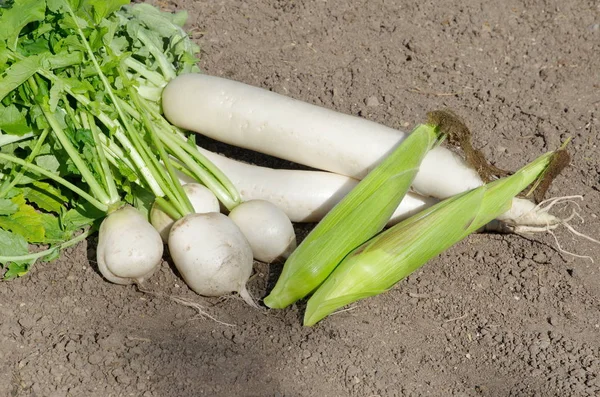 不同品种的大孔萝卜和玉米躺在地上 — 图库照片