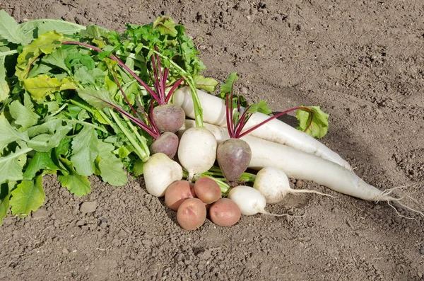 新鲜采摘的蔬菜躺在地上 — 图库照片