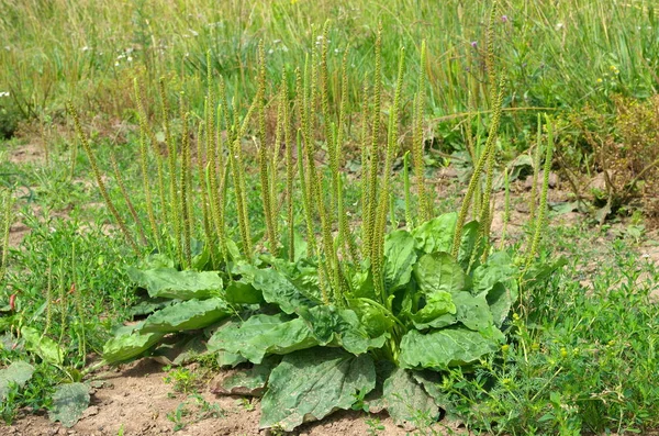 Plantain Comum Lat Plantago Major Com Pedúnculos Dia Verão — Fotografia de Stock