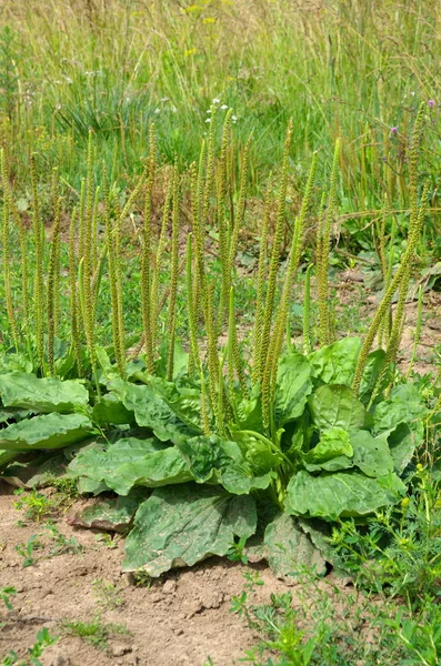 Plantain Planta Com Folha Verde Plantago Major Banana Folha Larga — Fotografia de Stock