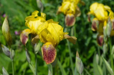  Çiçeklenme sarı sakallı Irises (Lat. Iris barbatus) yaz bahçesinde