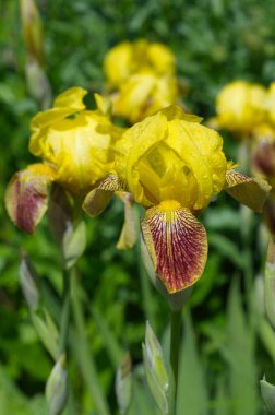 Sarı sakallı Irises (Lat. Iris barbatus) yaz bahçesinde Bloom