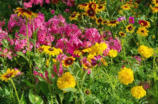 Flowerbed Met Heldere Tuin Bloemen Een Zomerdag — Stockfoto