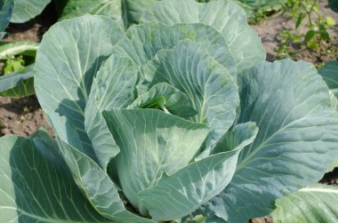 sebze bahçesinde lahana