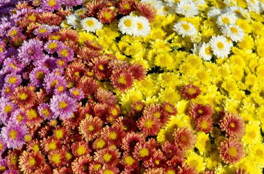 Arka plan renkli papatya çiçek