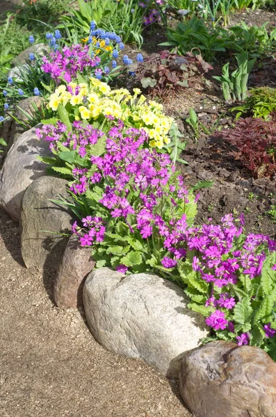 Blomma Säng Med Våren Blommande Gullvivor — Stockfoto