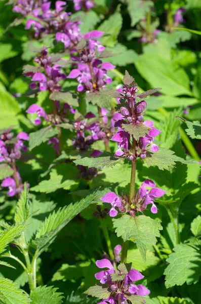 Çayırda Lamium maculatum çiçek açan