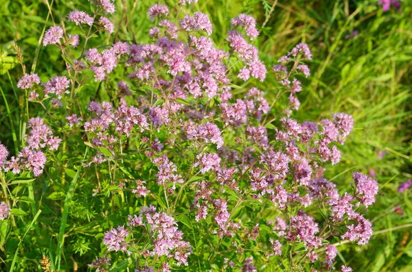 オレガノふつう Lat Origanum Vulgare — ストック写真