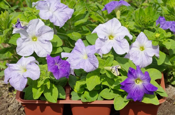 Purple Petunia flowers in container outdoors