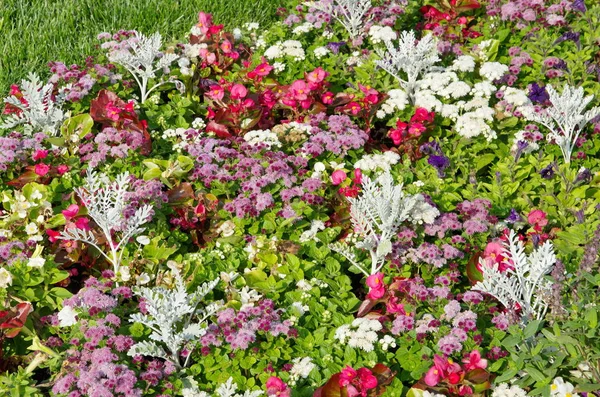 カラフルな花の花壇 — ストック写真