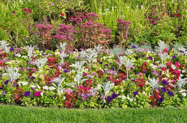 Vackra Trädgårds Blommor Blomster Sängen — Stockfoto
