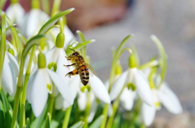 The bee on the snowdrop Voronov (lat. Galanthus woronowii) closeup