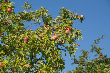 Mavi gökyüzü arka plan üzerinde kırmızı elma ile elma ağacı