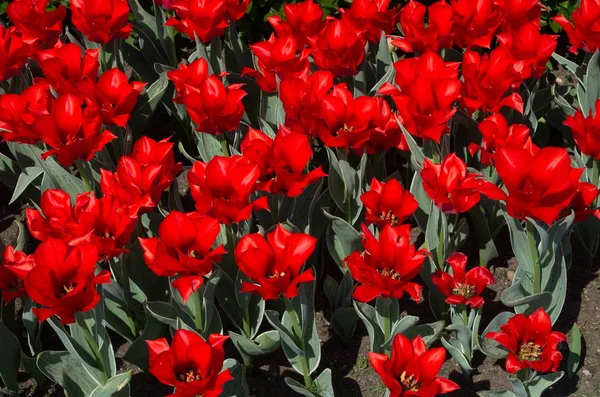 Hintergrund Der Schönen Roten Tulpen — Stockfoto